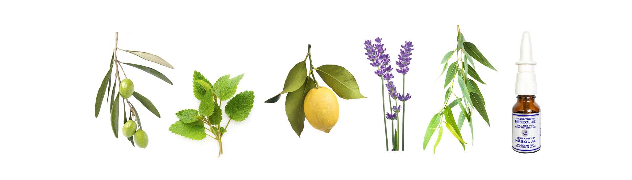 Image of plants and a bottle of nasal oil