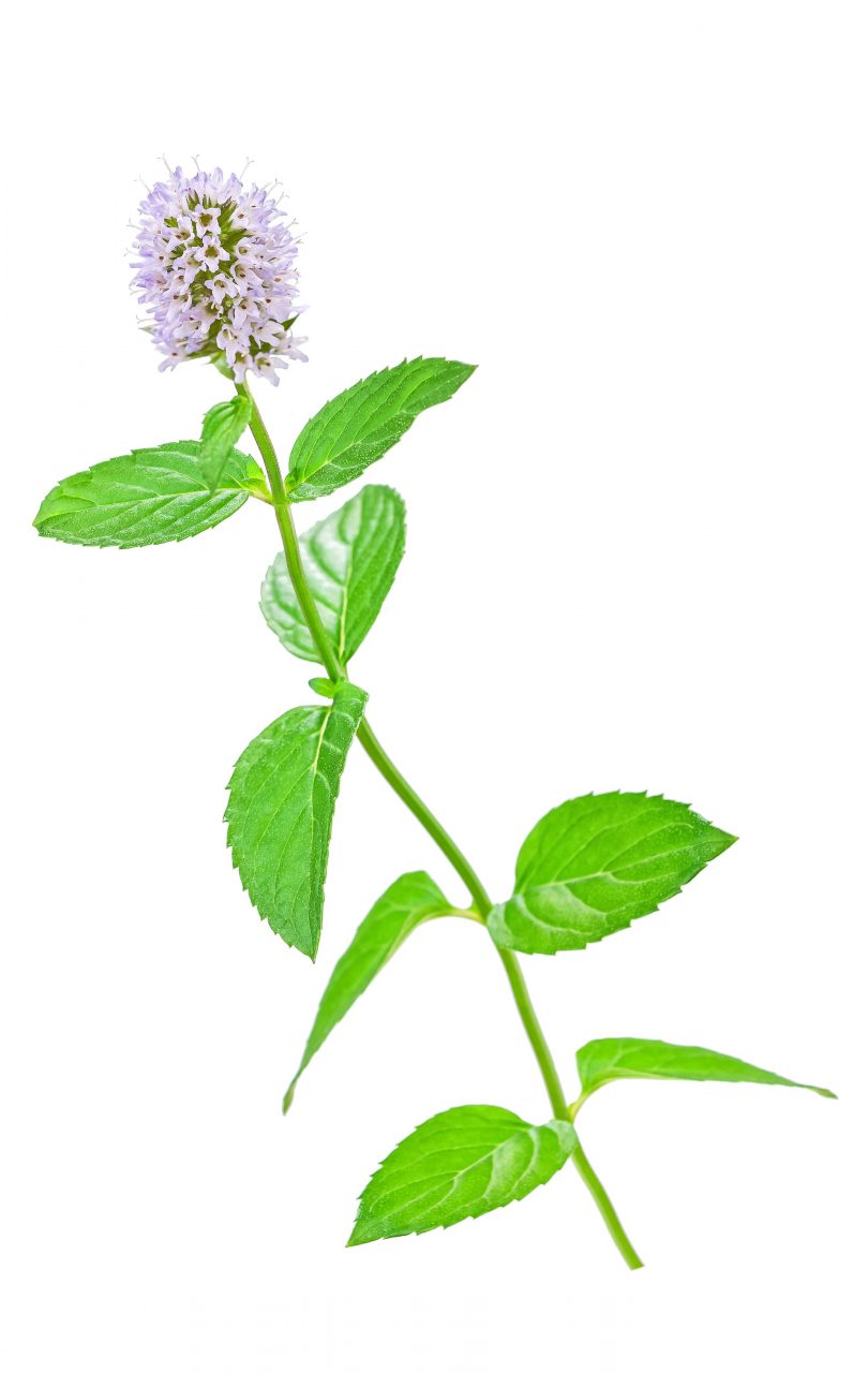 Image of peppermint