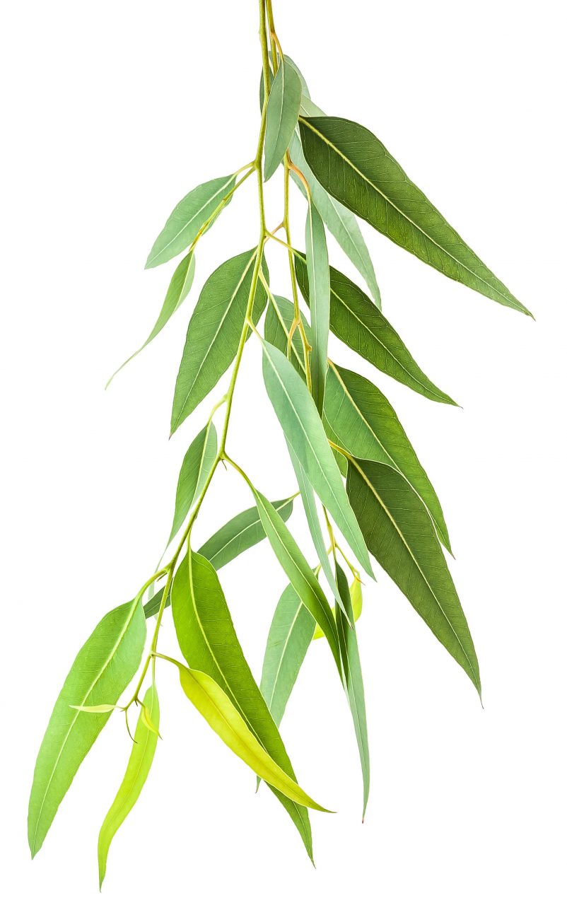 Image of eucalyptus globosus